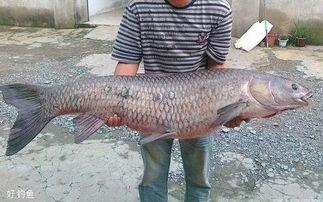 青鱼视频国产3 第1张 青鱼视频国产3 第1张